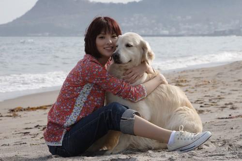 犬と私の１０の約束 ポスター